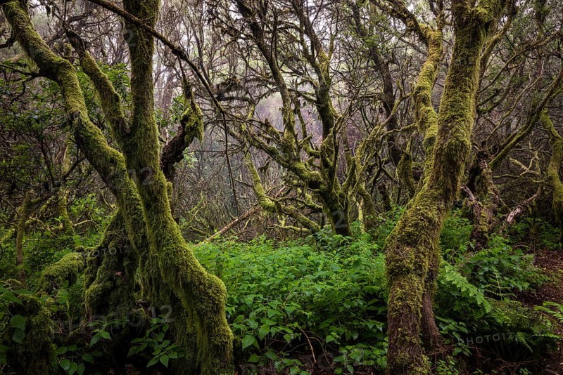 Moss-covered trees in the fog forest