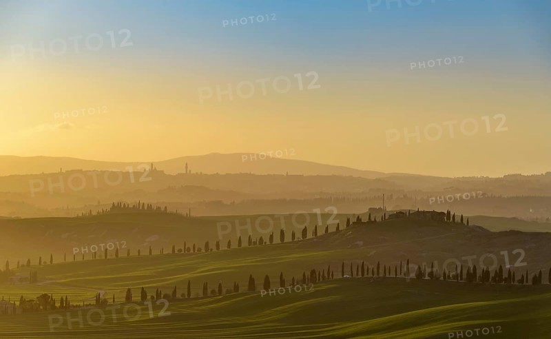 Sunset over hilly landscape with pine avenue