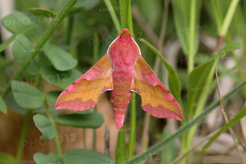 Small elephant hawk-moth (Deilephila porcellus) sits on a blade of grass