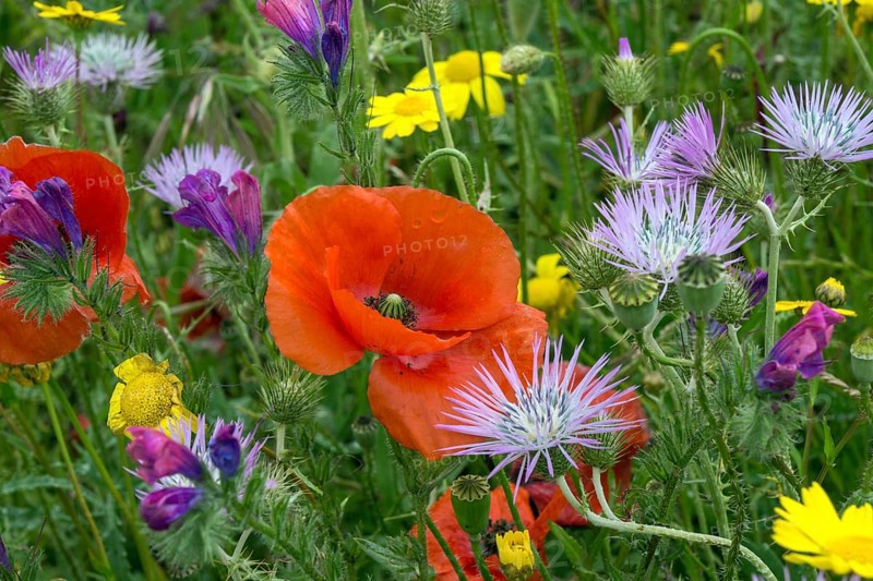 Blooming flower meadow with Purple Milk Thistles (Galactites tomentosus)
