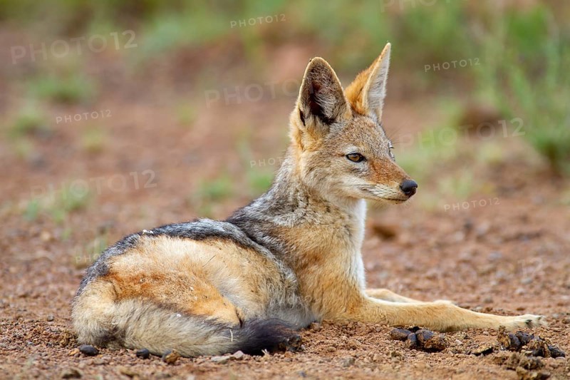 Black-backed Jackal (Canis mesomelas)