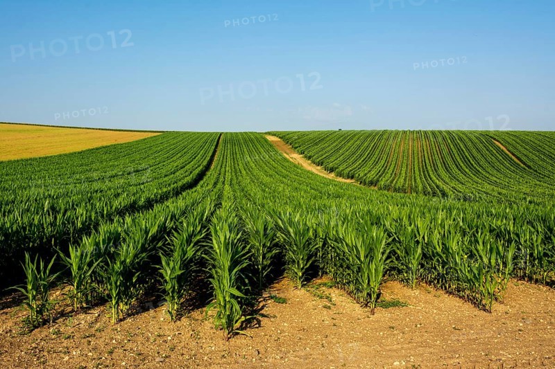 Field of maize