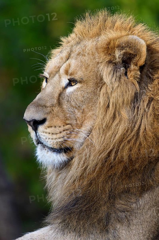 Asiatic Lion (Panthera leo persica)