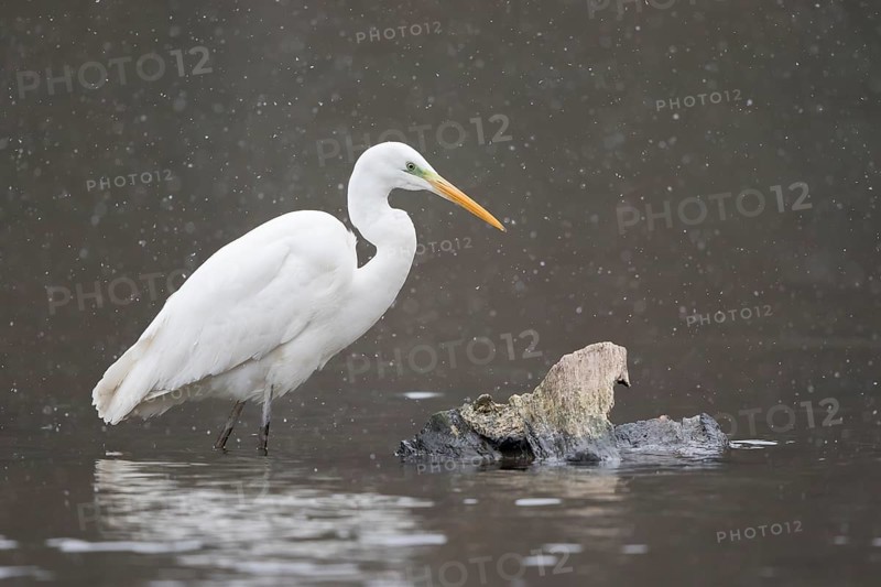 Great egret (Ardea alba) stands in the water during snowfall
