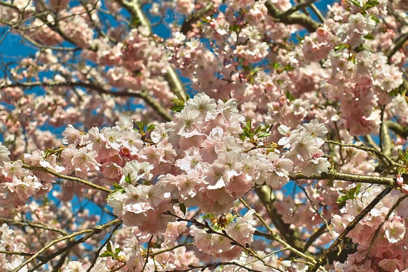Pink flowering spring cherry Accolade
