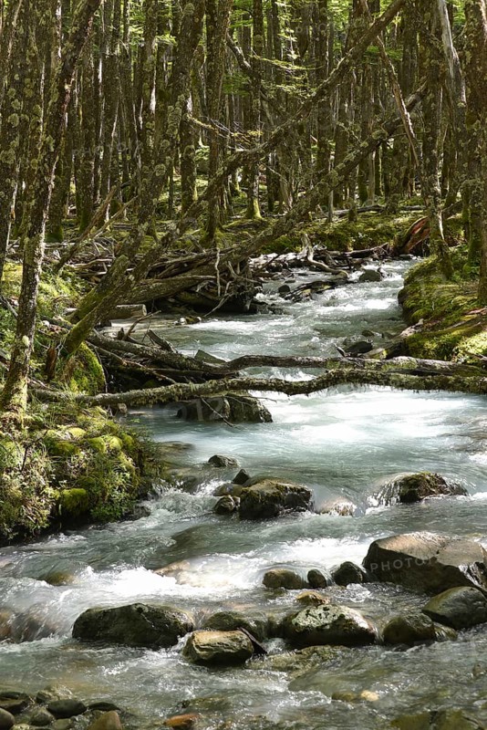 White water river through temperate jungle on the Lago del Desierto