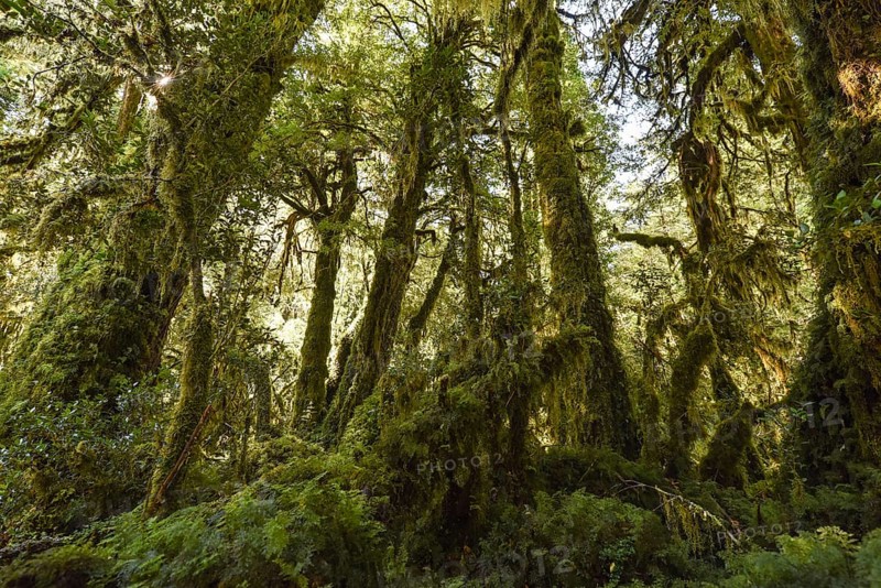El Bosque Encantado
