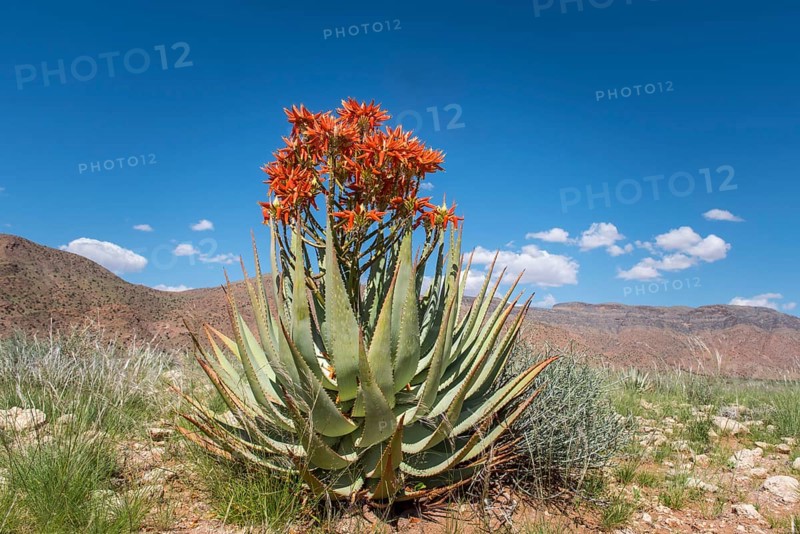 Red aloe (Aloe namibensis)
