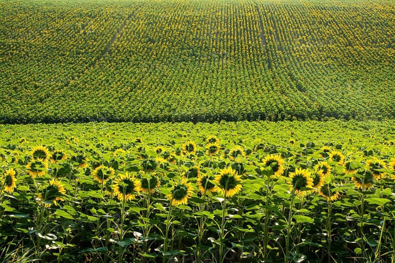 Field of sunflowers