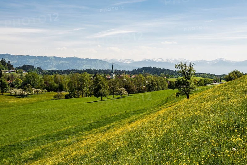 Blooming spring meadow and village