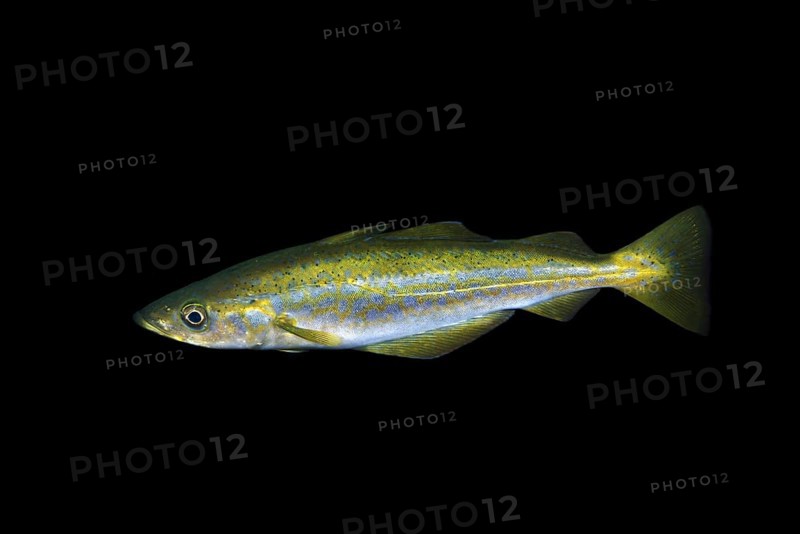 European Pollock (Pollachius pollachius) in the night
