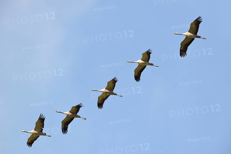 Cranes (Grus grus) in flight