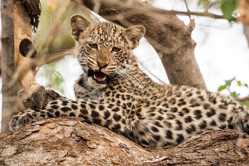 Leopard (Panthera pardus)