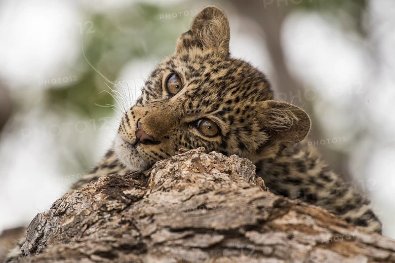 Leopard (Panthera pardus) Kitten on tree