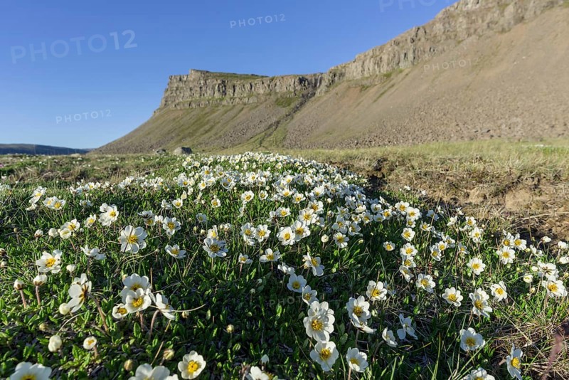White dryad (Dryas octopetala)