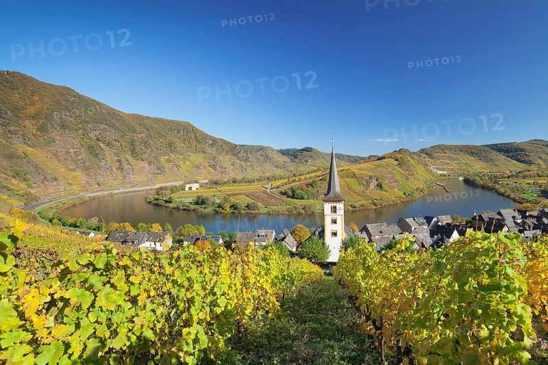 Vineyard at Moselleschleife near Bremm