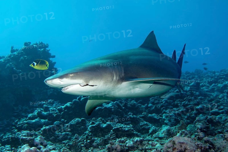 Sicklefin lemon shark (Negaprion acutidens) with fishing hooks in the mouth swims over coral reef
