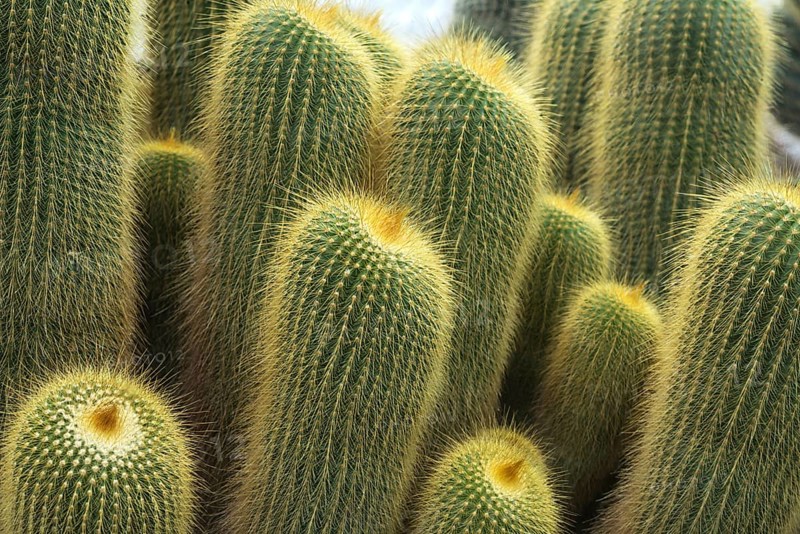 Parodia (Eriocactus-leninghausii)