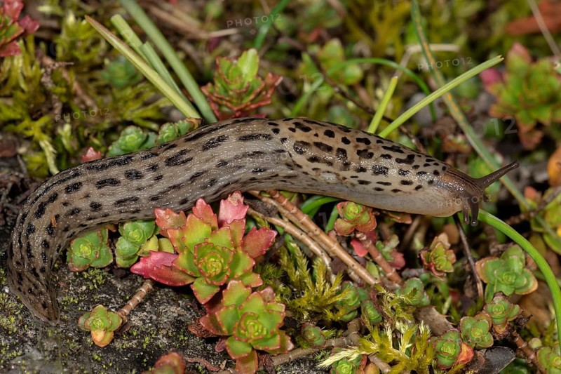 Great grey slug (Limax maximus)