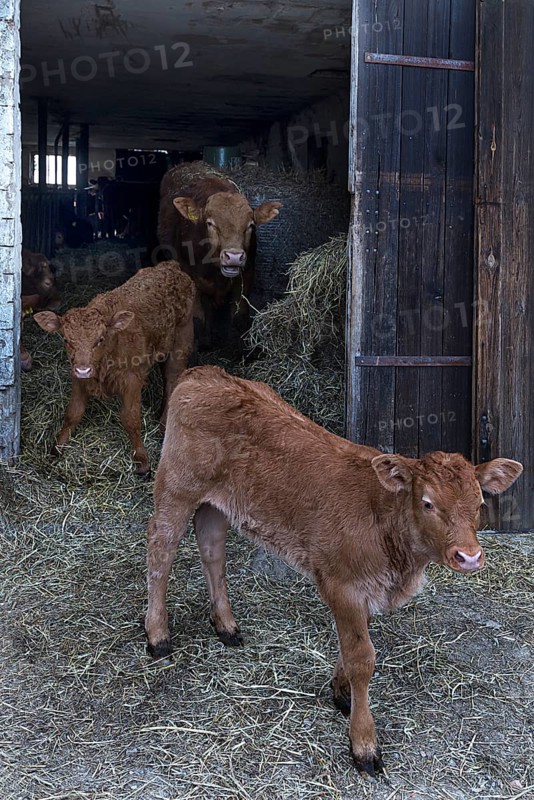 Free-running calves with mother animal at the cowshed