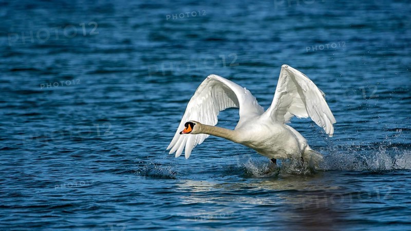 Mute swan (Cygnus olor) starts from the water