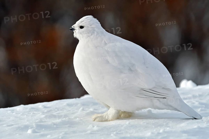 Willow ptarmigan (Lagopus lagopus)