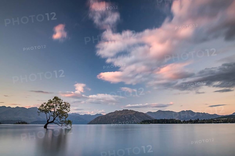 Single tree standing in water