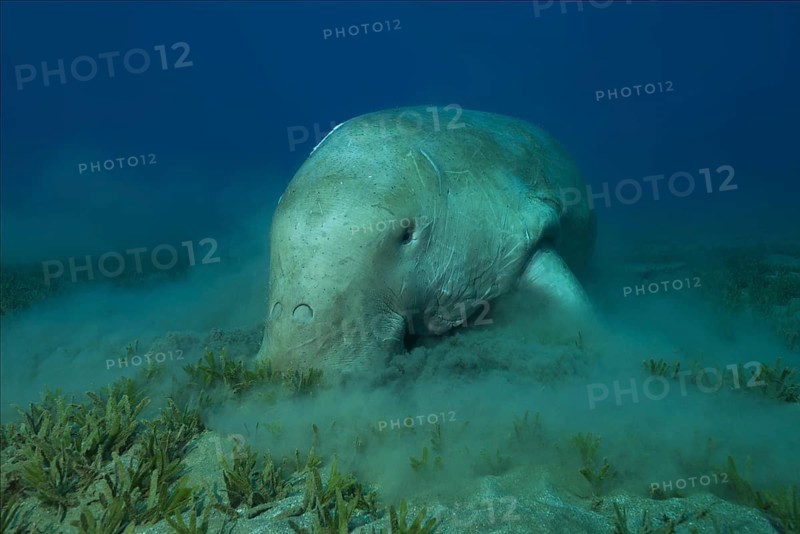 Sea Cow (Dugong dugon) eating sea grass