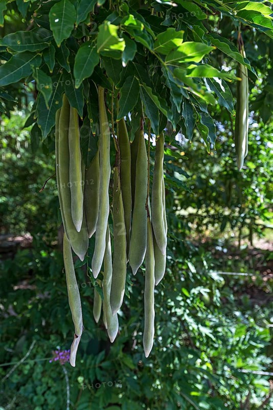 Seed pods from the Japanese Wisteria (Wisteria floribunda)