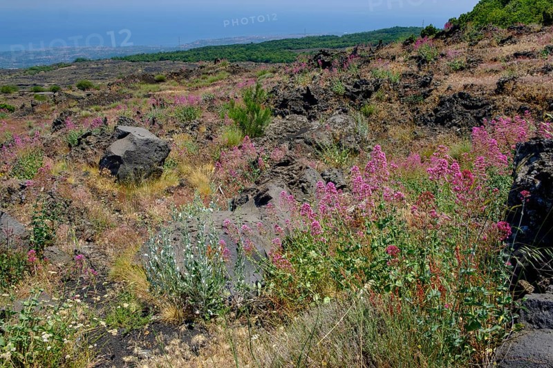 Flowering vegetation on lava fields