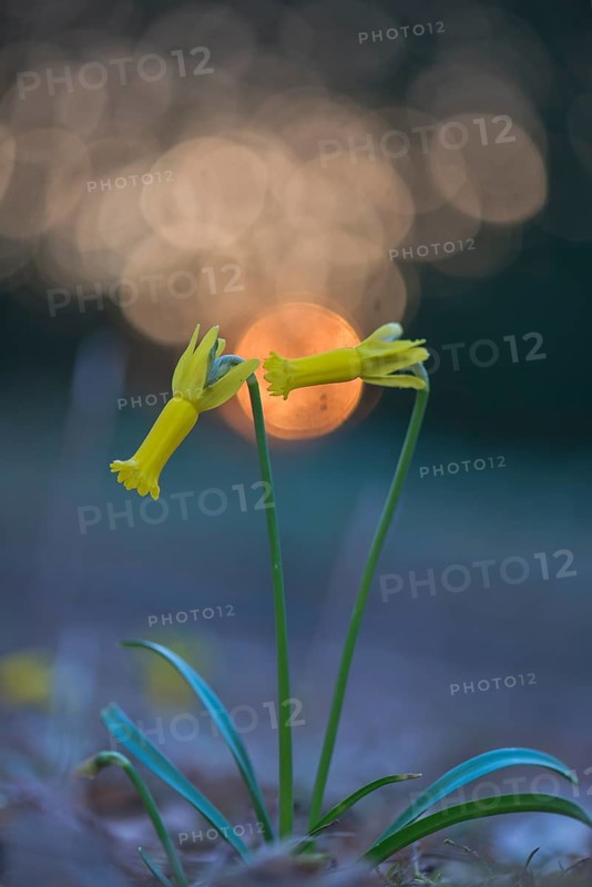 Cyclamen-flowered daffodil (Narcissus cyclamineus) with light reflections