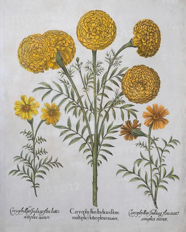 Marigold (Tagetes)