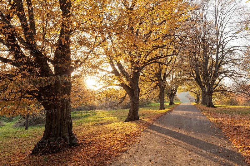 Tree-lined avenue in autumn