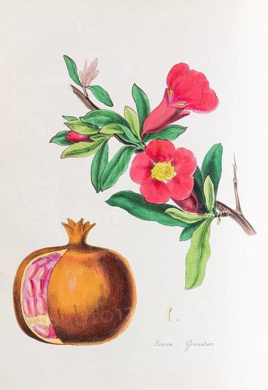 Pomegranate (Punica granatum)