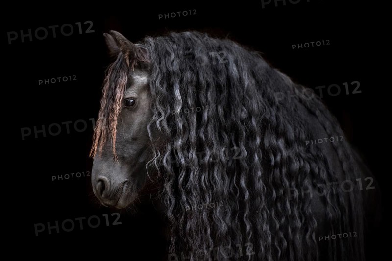 Friese (Equus)