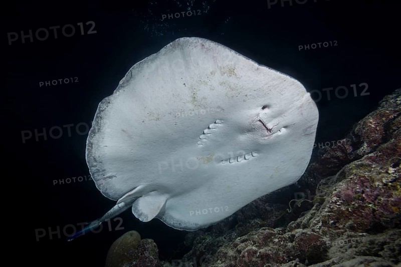 Round ribbontail ray (Taeniura meyeni) swim near reef in the night
