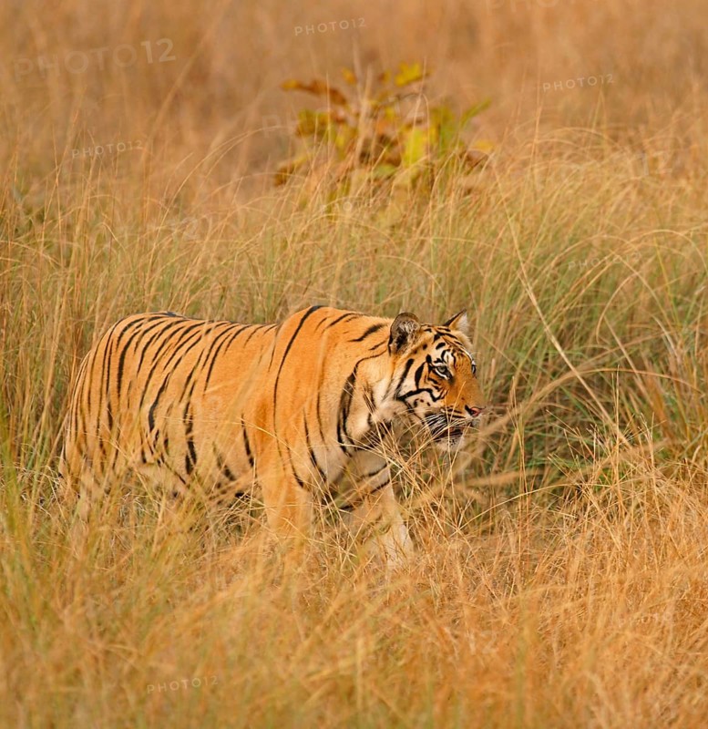 Bengal tiger (Panthera tigris tigris)