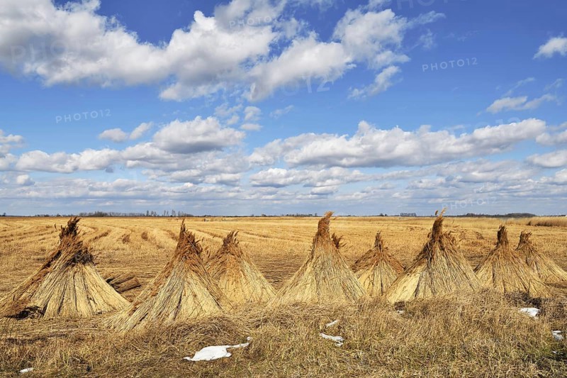 Reed (Poales) set up to dry