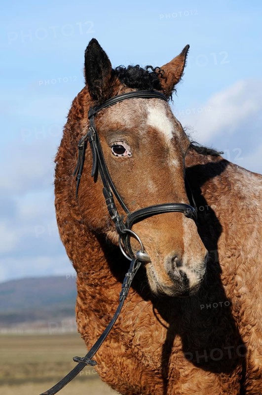 Curly Horse (Equus ferus caballus)