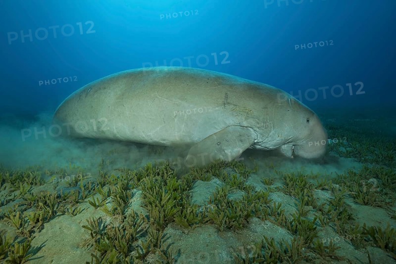 Dugong (Dugong dugon) eating sea grass