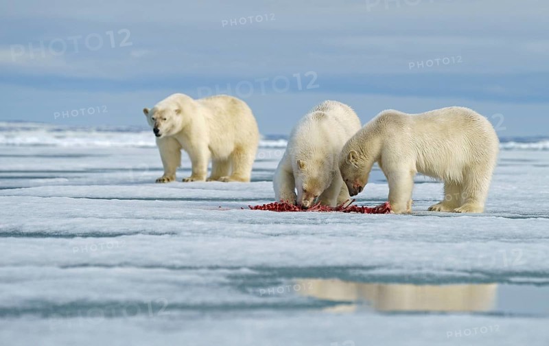 Polar bears (Ursus maritimus)