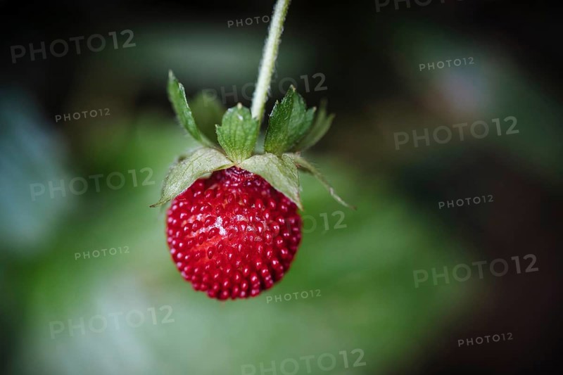 Woodland strawberry (Fragaria vesca)