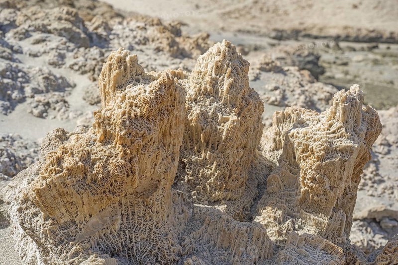 Coral fossils