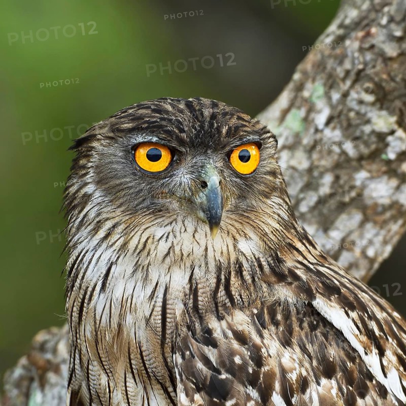 Brown Fish Owl (Bubo zeylonensis)