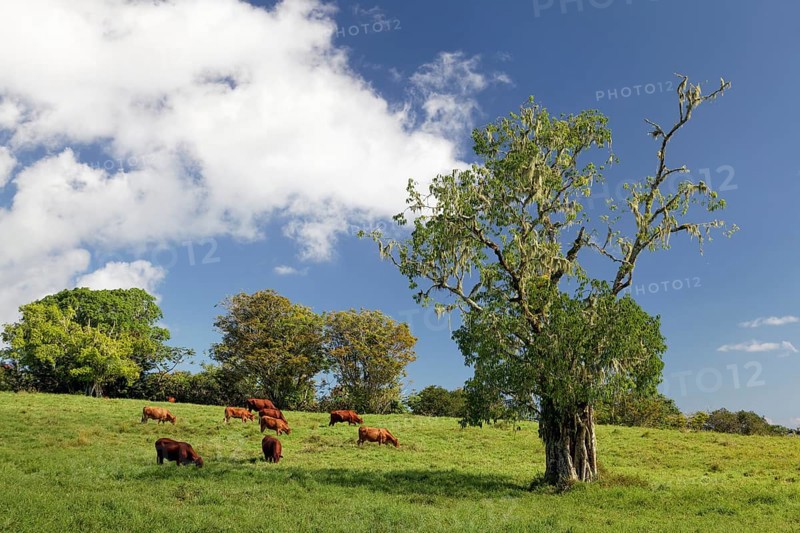 Cattle on pasture