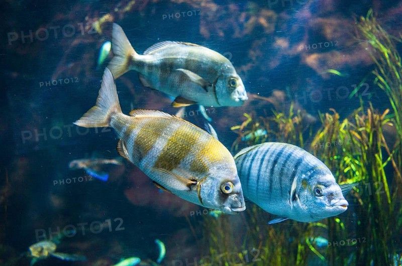 Zebra seabream (Diplodus cervinus) and sand steenbras (Lithognathus mormyrus) in an aquarium