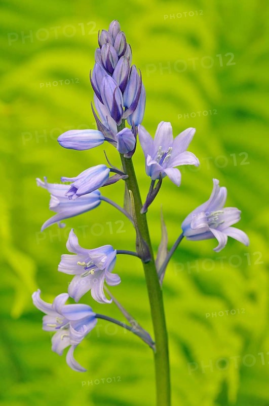 Spanish bluebell (Hyacinthoides hispanica)