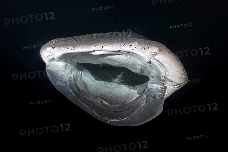 Whale Shark (Rhincodon typus) with open mouth