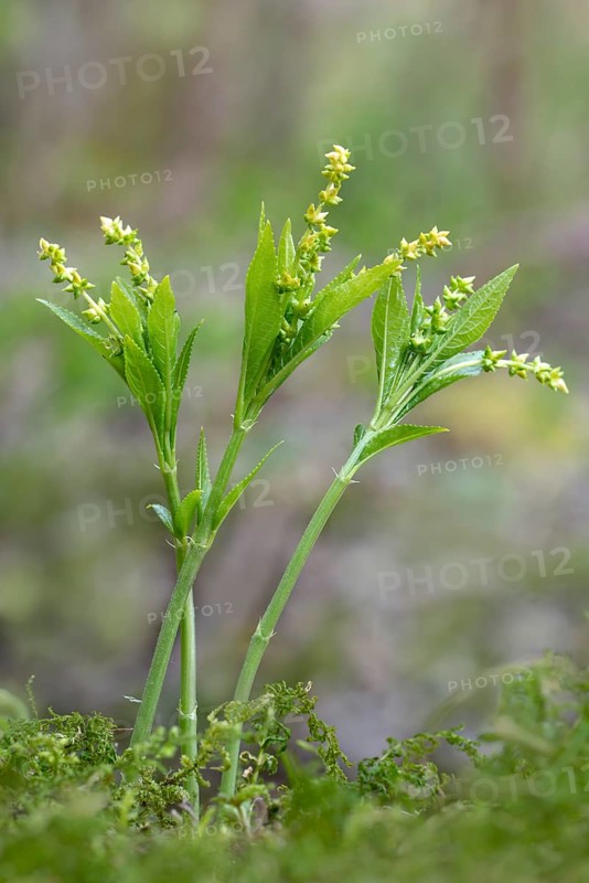 Dog's mercury (Mercurialis perennis)