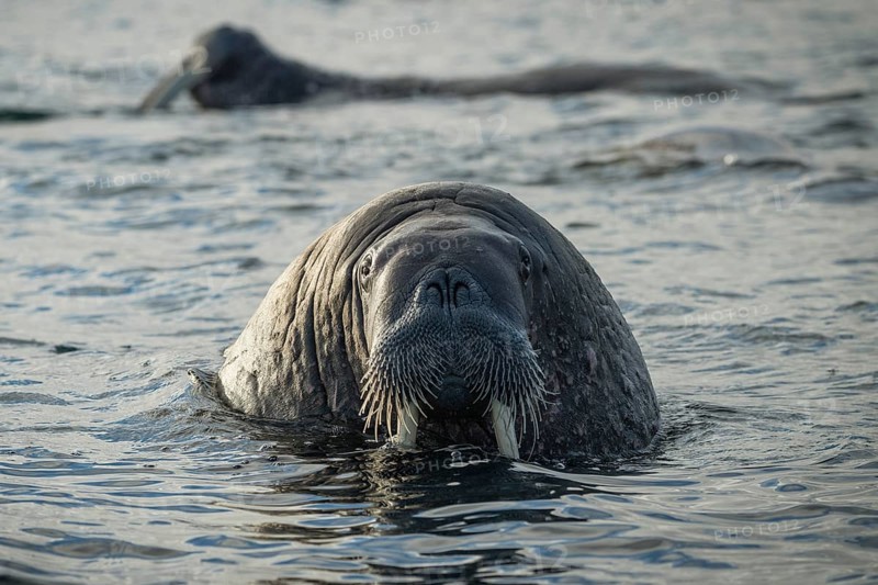 Walrus (Odobenus rosmarus)